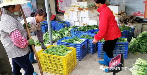 珠海一企业向阳春农户收购35吨农产品,并向农户赠送口罩